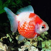 电话连环云呼叫软件