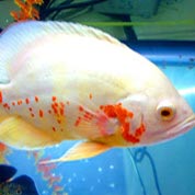 助您开拓市场的云呼轰炸